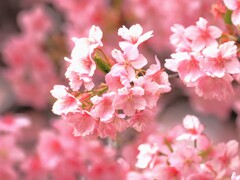 一足早く春のおとづれ　　桜