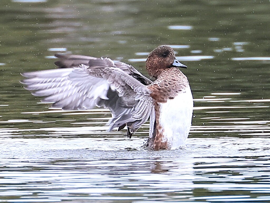 アメリカヒドリちゃん、まるで応援団のよう。ドジャーズを応援しています。