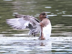 アメリカヒドリちゃん、まるで応援団のよう。ドジャーズを応援しています。