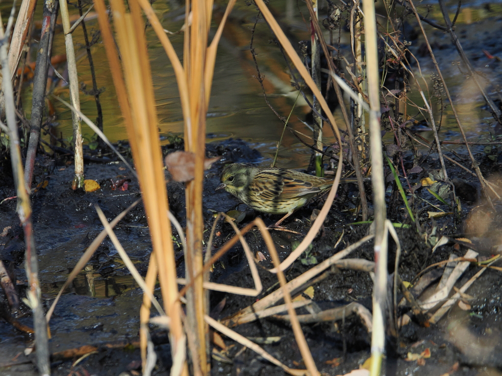 萱中のアオジさん