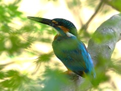 枝被り中のカワセミ
