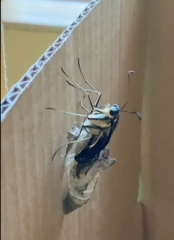 我が家のアゲハちゃん脱皮し羽化しました～。