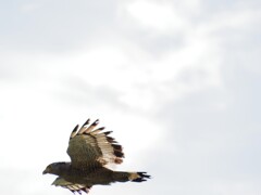 石垣島で見つけたカンムリワシ飛翔