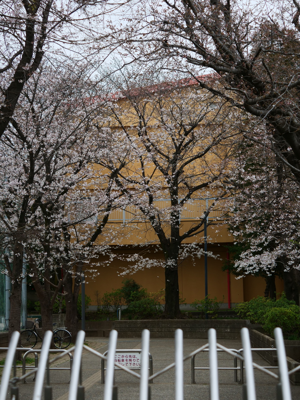 自宅近所散歩　　母校の桜が少し開きました。　　スナップ写真