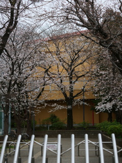 自宅近所散歩　　母校の桜が少し開きました。　　スナップ写真