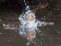 離水Ⅱ