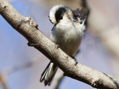 エナガちゃんのプロマイド④