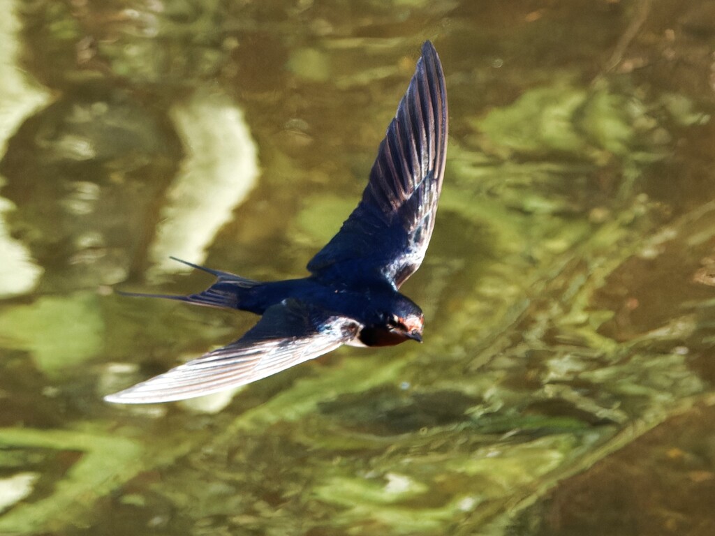 綺麗に飛翔する日本つばめ　⑨