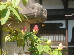 真盛寺　花