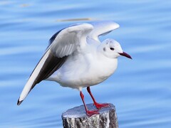 可愛いユリカモメ
