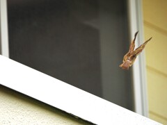 それじゃあ、また出直して来るね～