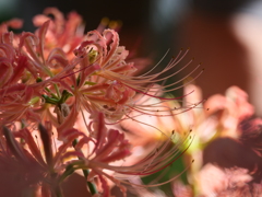 木陰の曼殊沙華