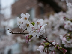 近所の散歩　桜