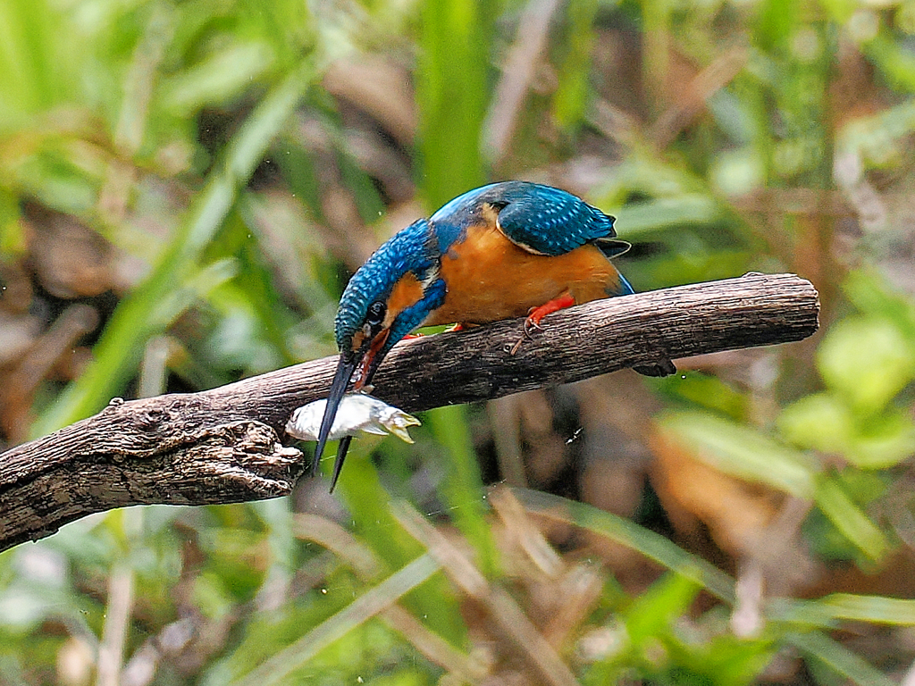 カワセミ三昧　四日目　カワセミの捕食　魚の頭を叩きつけて失神させています。