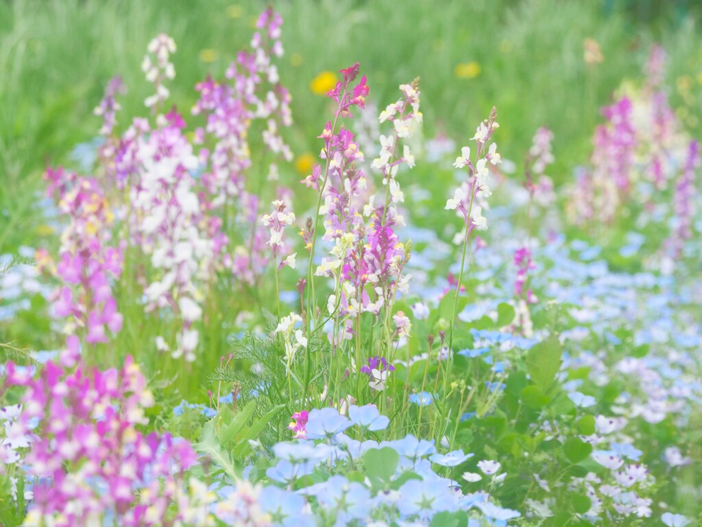 野花
