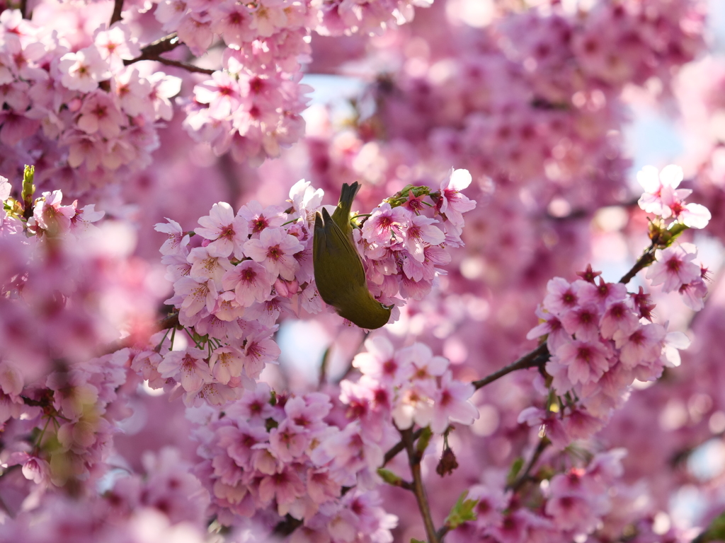新宿御苑の桜　Ⅰ