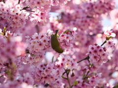 新宿御苑の桜　Ⅰ