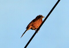 夕日に染まる高遠のホウジロ