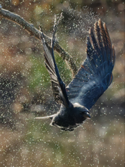 あら、カラスさんびしょびしょだね？