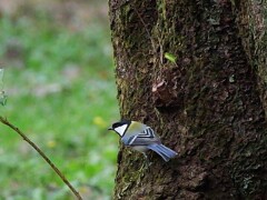 ②　シジュウカラちゃんの隠れんぼ　　あれ？近くで声がしたような？？？