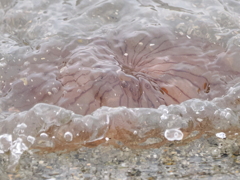 海に漂うアカクラゲ　刺されたらヤバイので写真だけ撮っておしまいです。(;^_^A