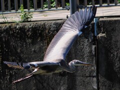 ダイサギさんの飛翔　⑦
