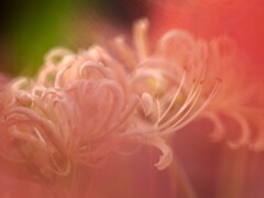 彼岸花
