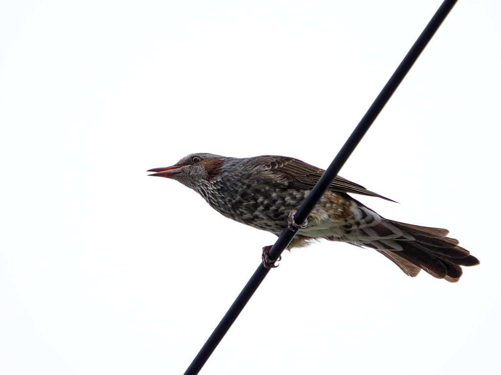 涼しくなって帰って来てくれた野鳥さん達　また皆で楽しくやろう！