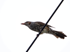 涼しくなって帰って来てくれた野鳥さん達　また皆で楽しくやろう！