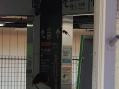 大磯駅構内の我が子へ急ぐツバメちゃん　END！