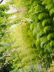 野鳥の鳴き声がする
