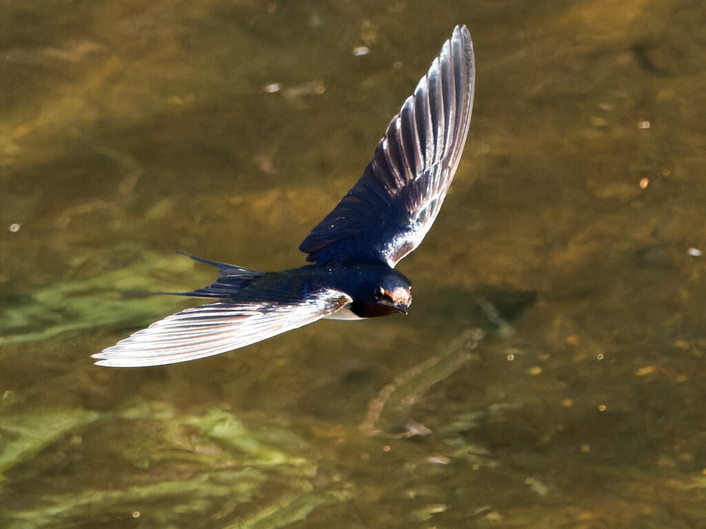 綺麗に飛翔する日本つばめ　⑩