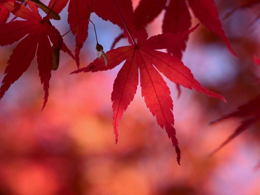 真っ赤なもみじ