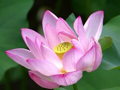 まだまだ綺麗なハスの花
