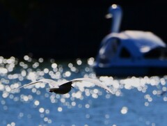 キラキラの水面をスイーっと飛翔