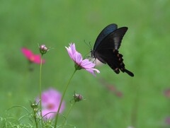 クロアゲハさんが吸蜜中