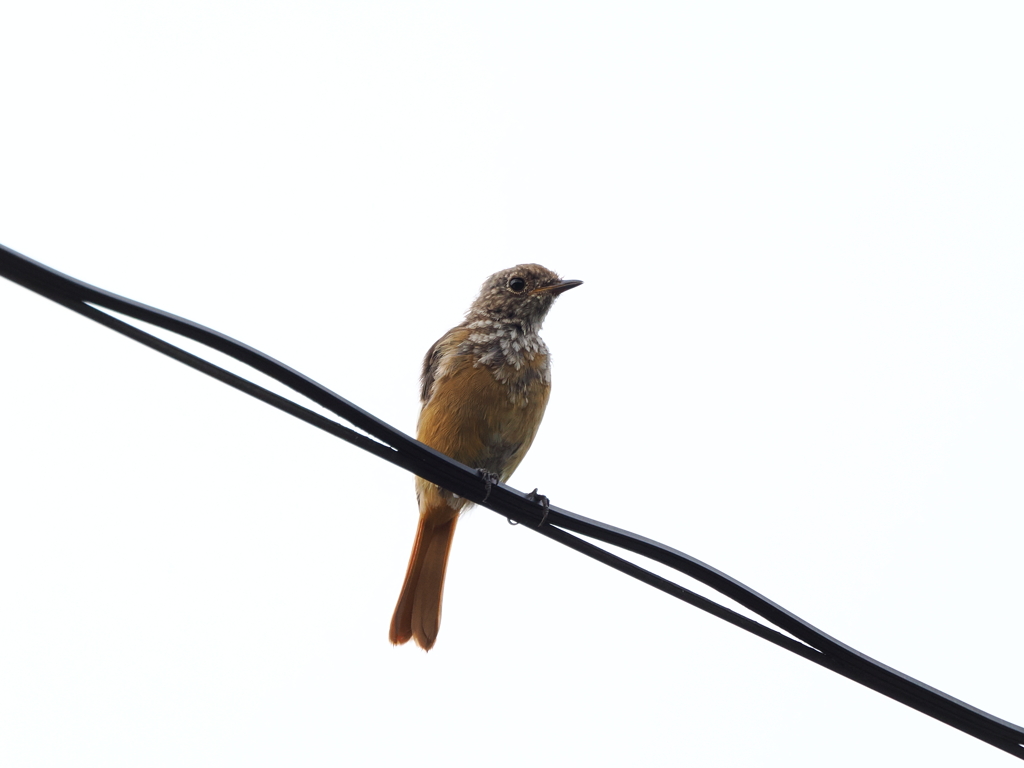 ジョウビタキ幼鳥　くるりんぱ①　伊那市高遠城址公園にて