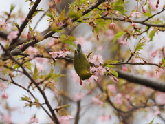 吸蜜中