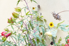 悲喜こもごもな秋の草花