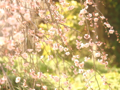 淡色の枝垂れ梅