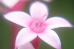 ペンタスに魅了されて