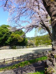 川辺の桜　（巾着田）