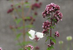 密が美味しそうなお花を見つけたか？　（伊那見晴らしパーク）