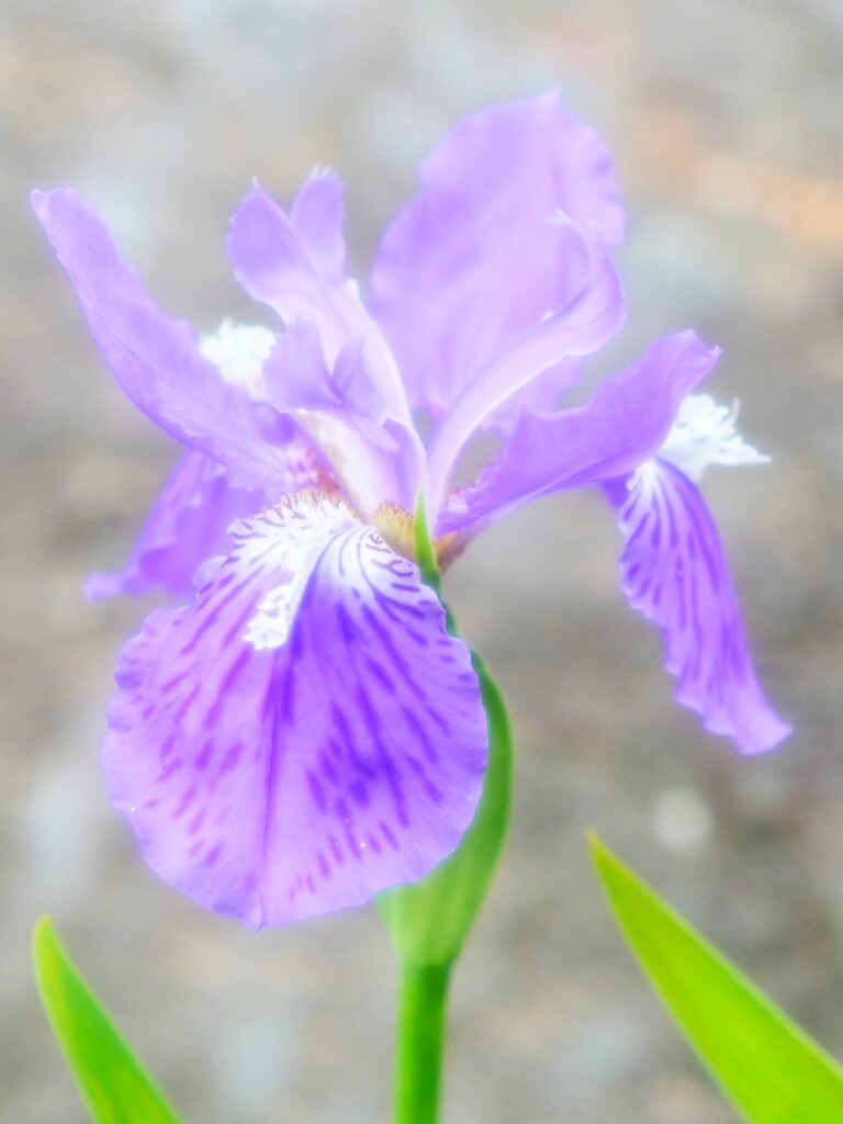 あやめ