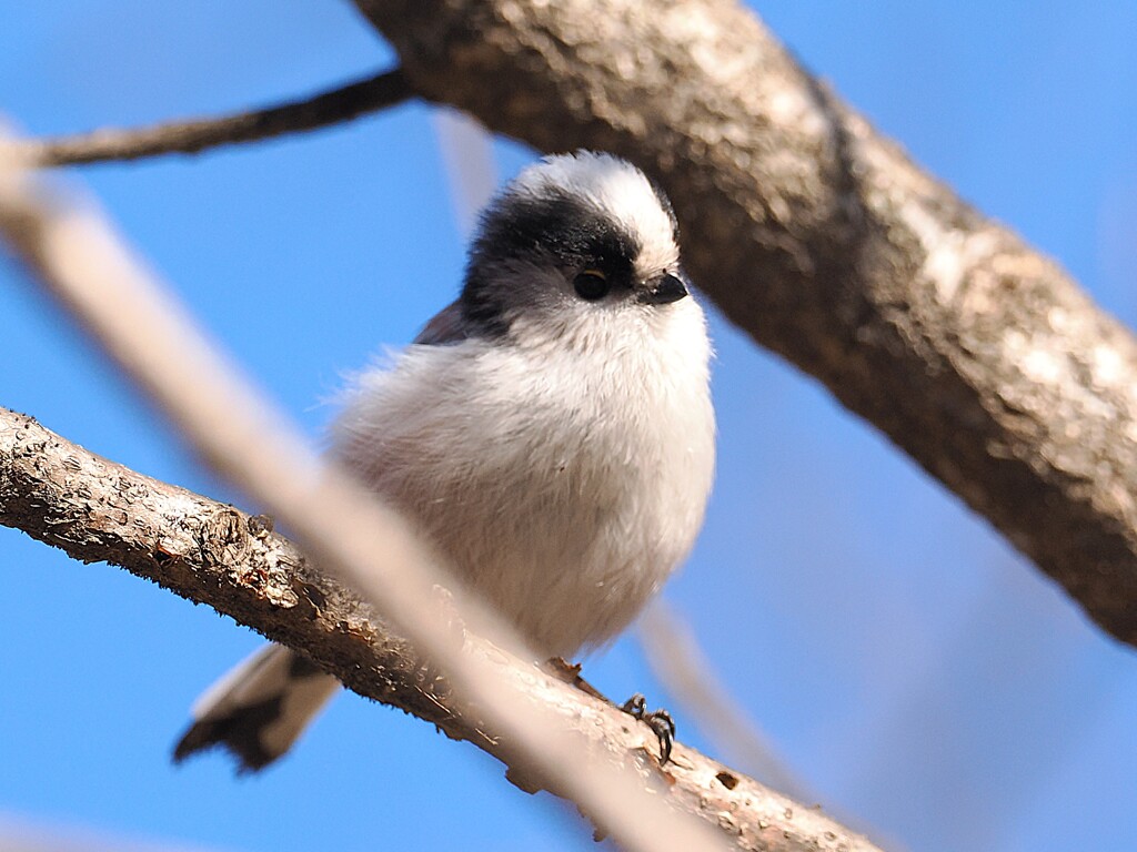 エナガっち撮れた。