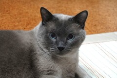 それでも可愛いモフモフのモンちゃんでした。