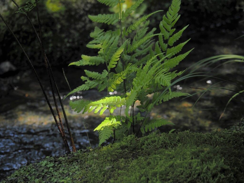 天龍寺　明暗の水面
