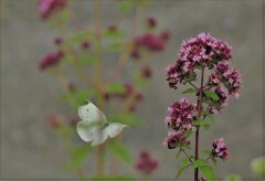 モンシロチョウが蜜を求めてフワフワと　　（伊那見晴らしパーク）
