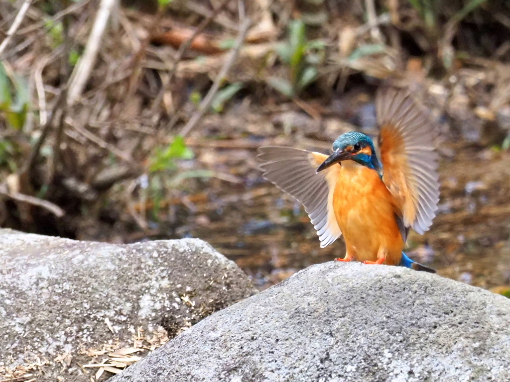 やあ！対岸のカメラマンに手を振るカワちゃん