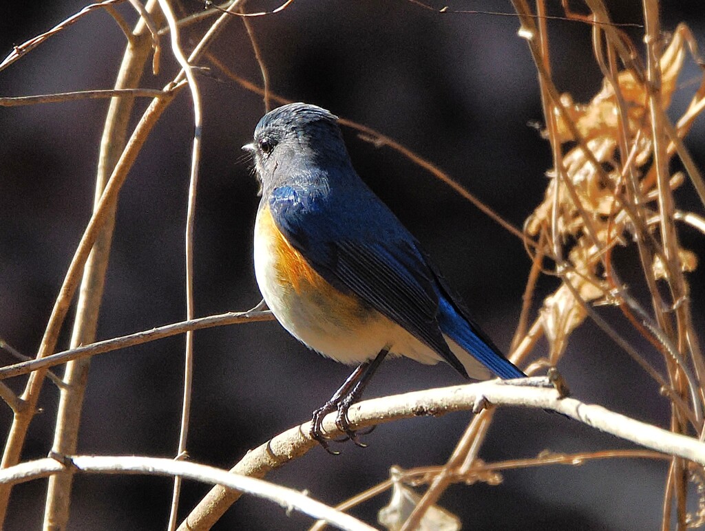青いお腹の大きな子（ルリビタキ）　餅の食べ過ぎか〰〰　(￣▽￣;)
